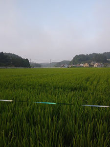 やまのしずく田植えから97日目の様子 8月5日 宮城県の伝統的な手づくりの日本酒蔵一ノ蔵