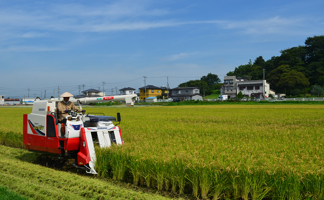 やまのしずく田植えから130日目稲刈りの様子 宮城県の伝統的な手づくりの日本酒蔵一ノ蔵